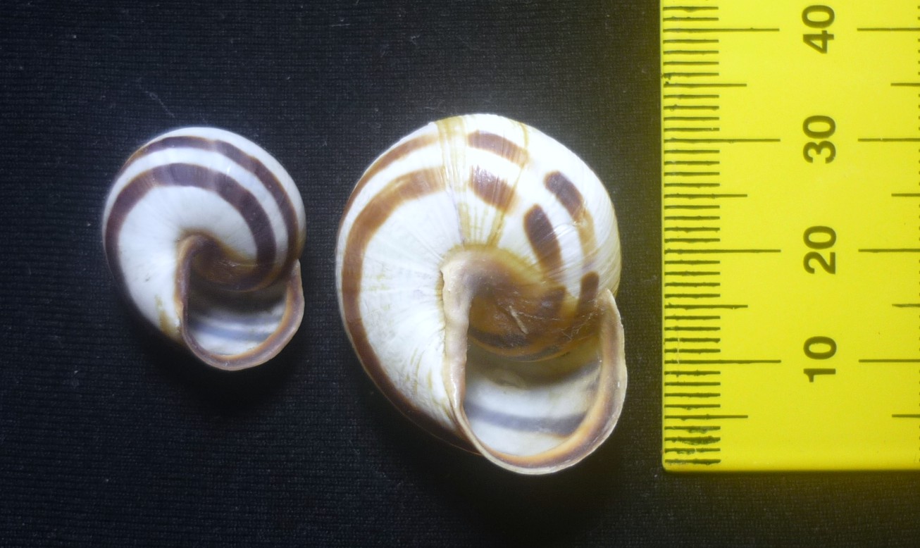 Cepaea nemoralis da Benevento